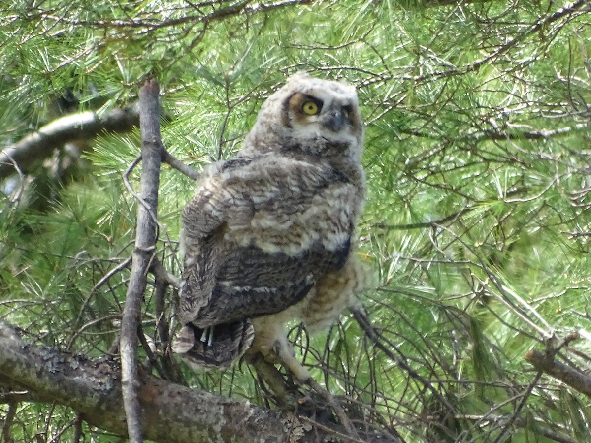 Great Horned Owl - ML618509040