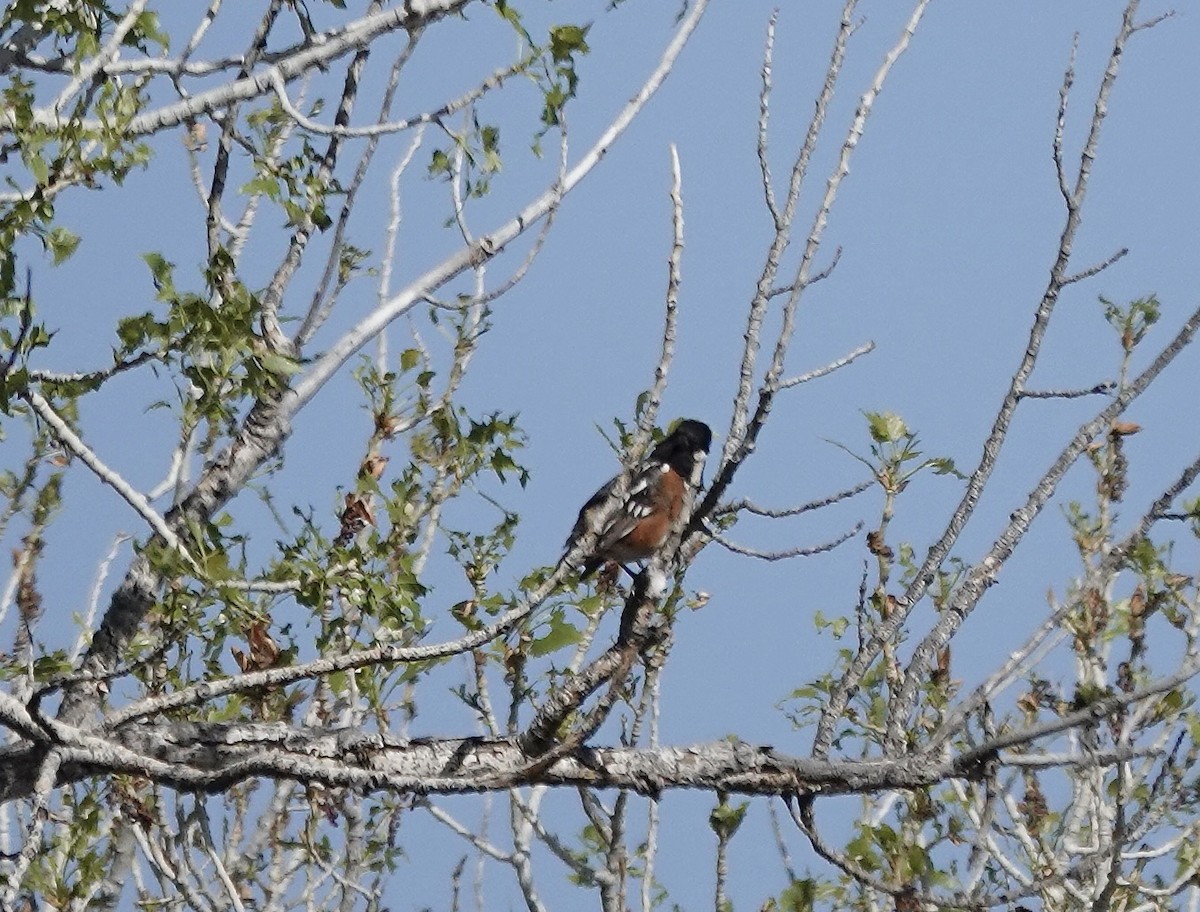 Spotted Towhee - ML618509045