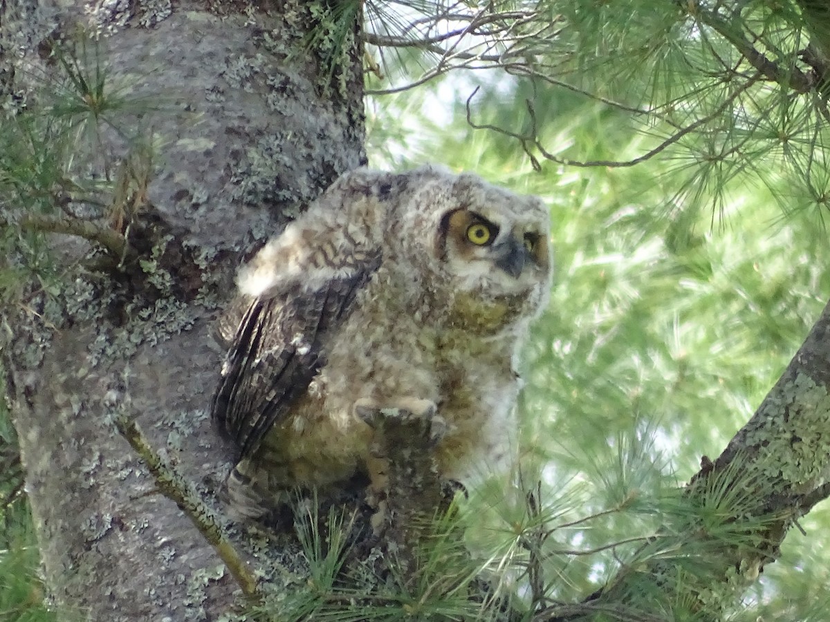 Great Horned Owl - ML618509048