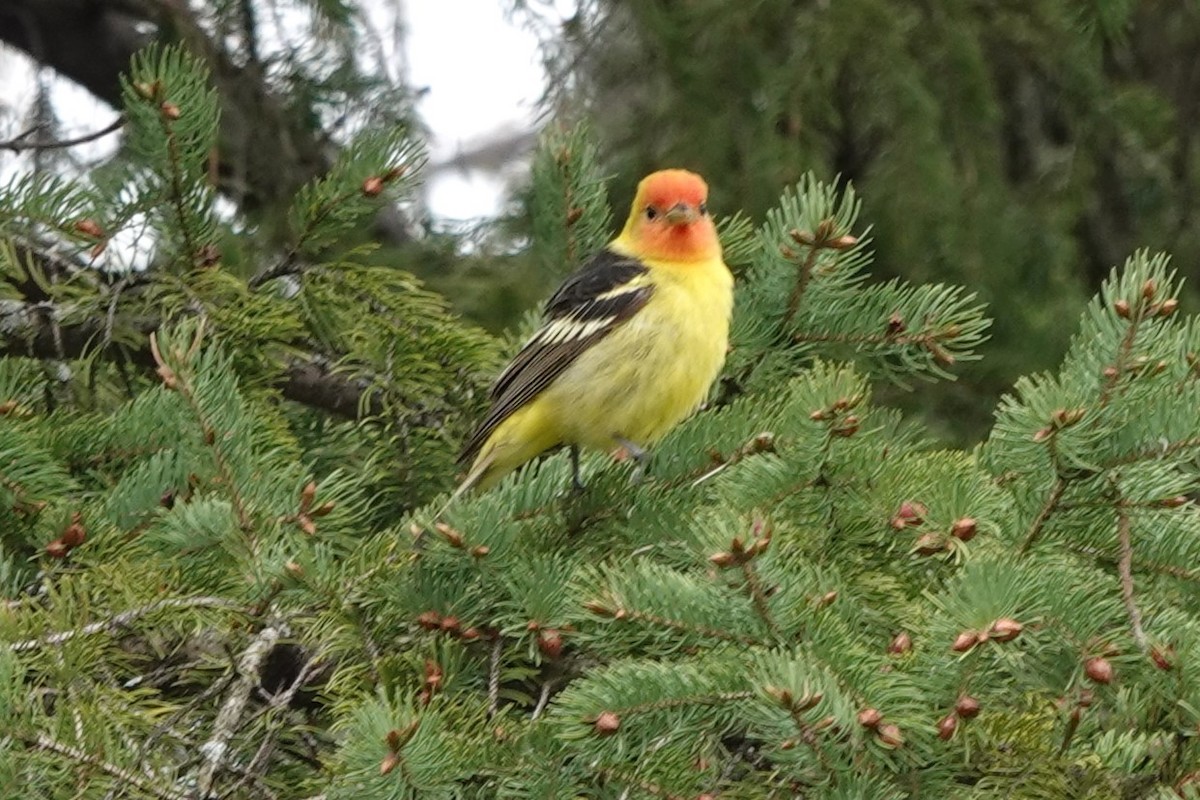 Western Tanager - ML618509073