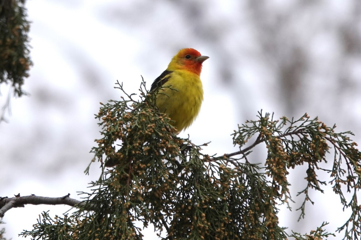 Western Tanager - ML618509075