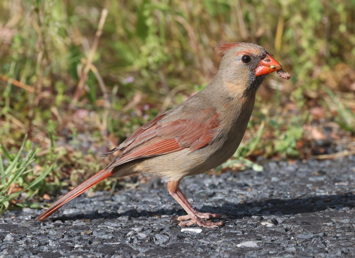 Northern Cardinal (Common) - Jim Stasz