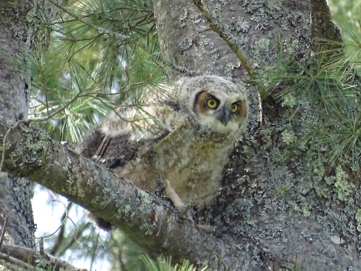 Great Horned Owl - ML618509104