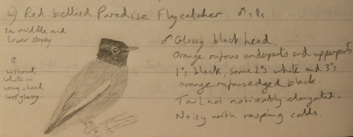 Black-headed Paradise-Flycatcher (Red-bellied) - ML618509132
