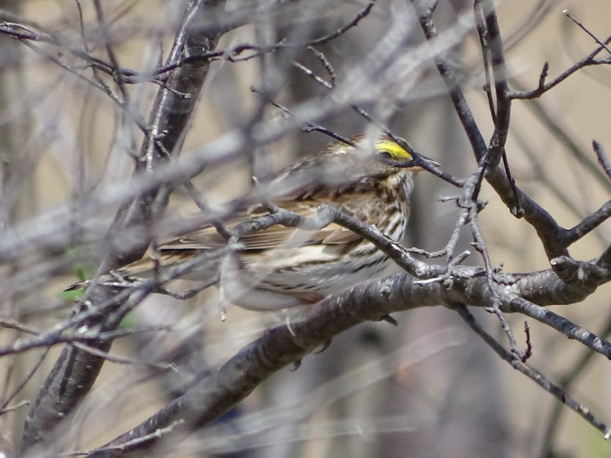 Savannah Sparrow (Savannah) - ML618509145