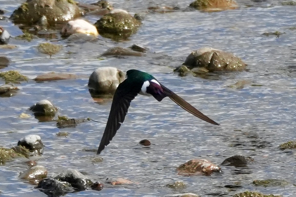 Violet-green Swallow - ML618509165