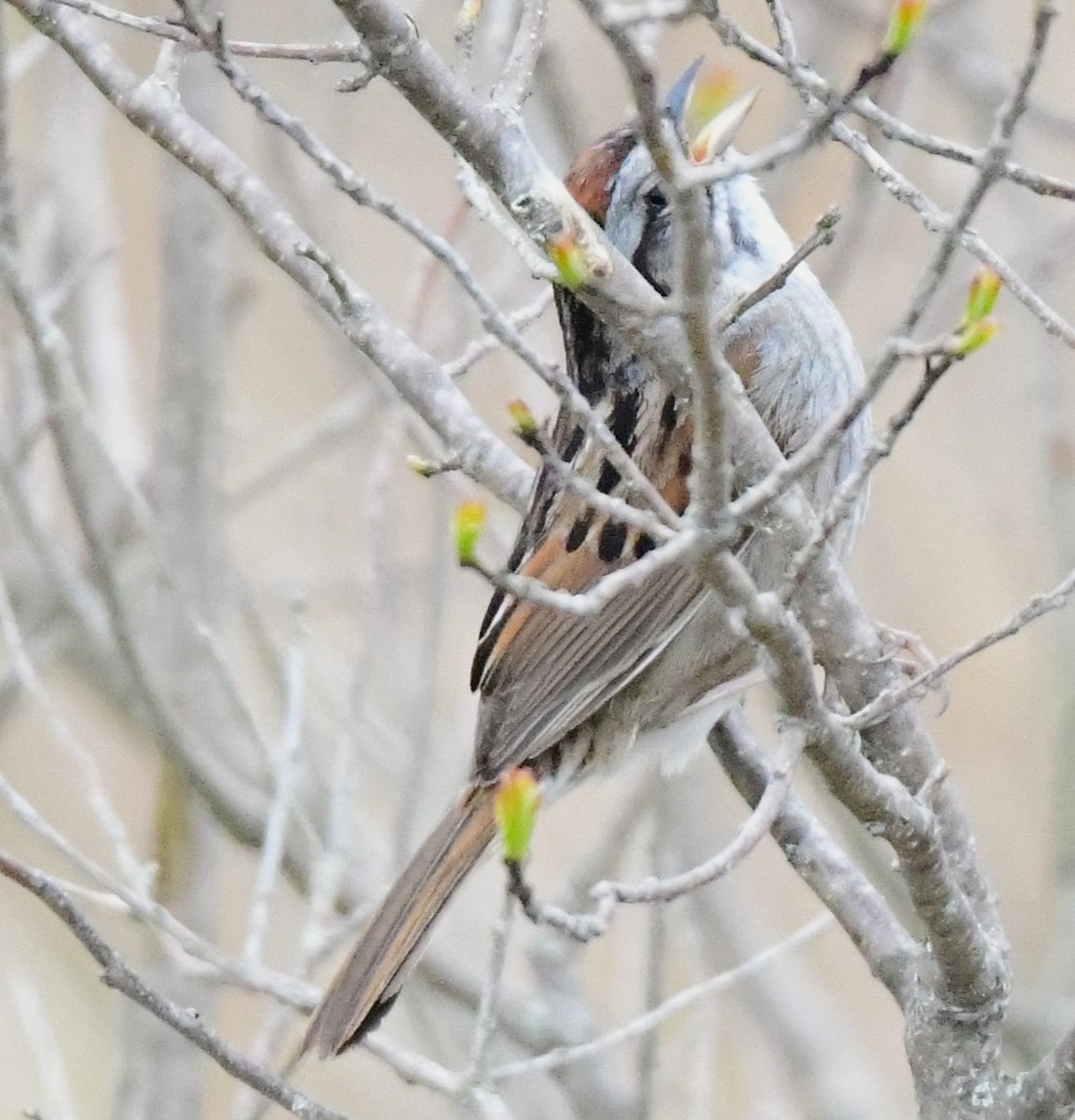 Chipping Sparrow - ML618509179