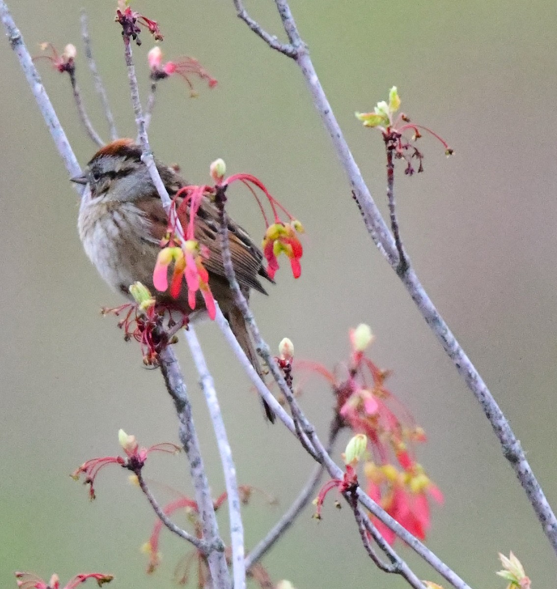 Chipping Sparrow - ML618509181