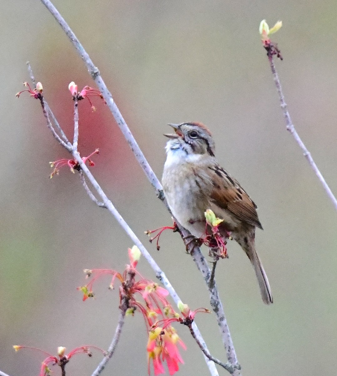 Chipping Sparrow - ML618509182