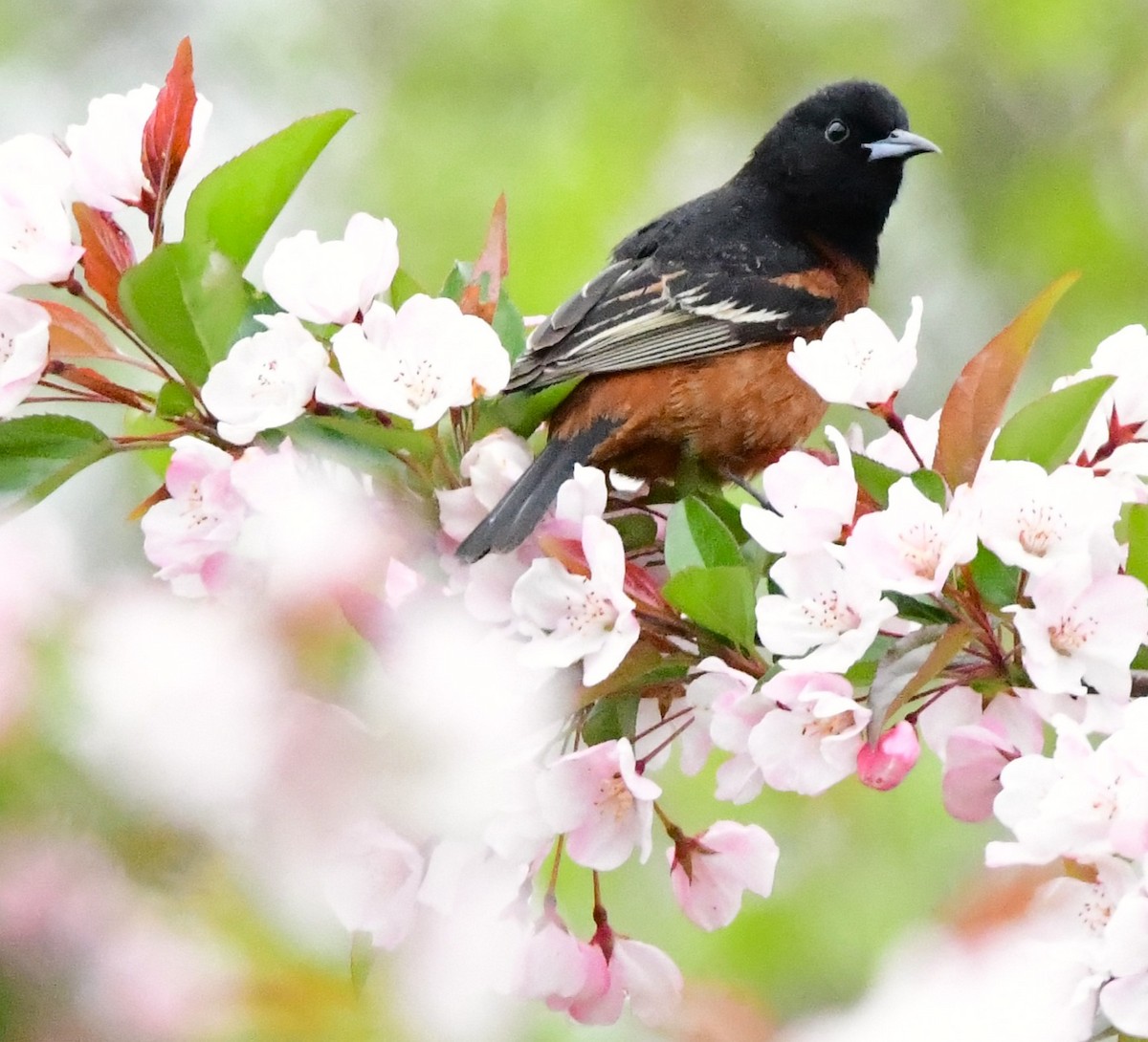 Orchard Oriole - ML618509203