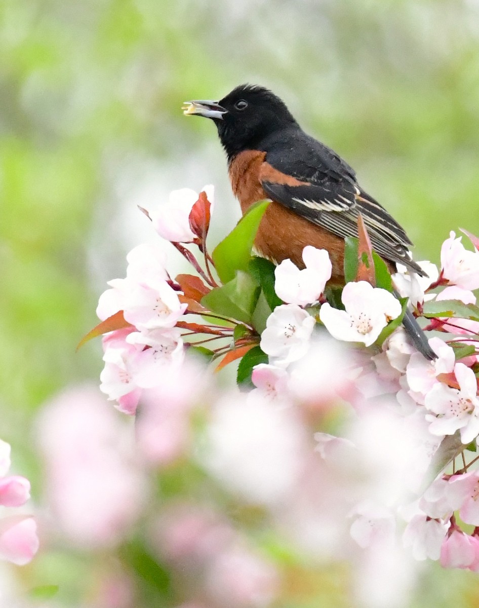 Orchard Oriole - mike shaw