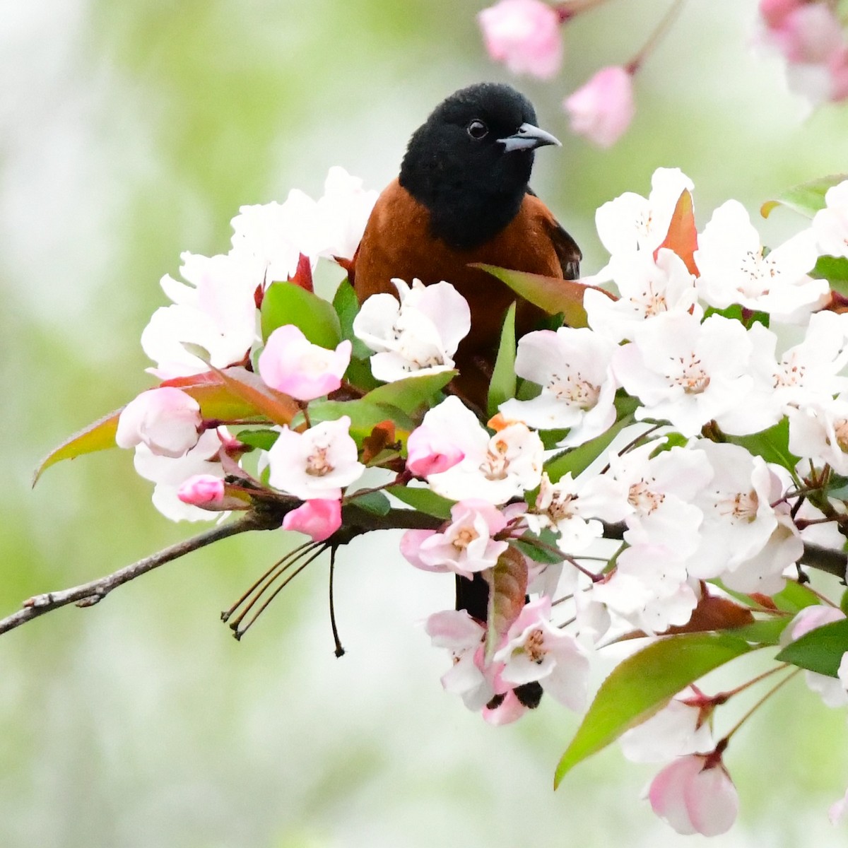 Orchard Oriole - ML618509205
