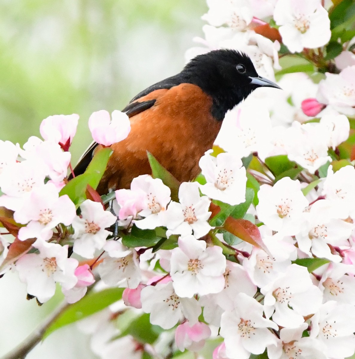 Orchard Oriole - ML618509207