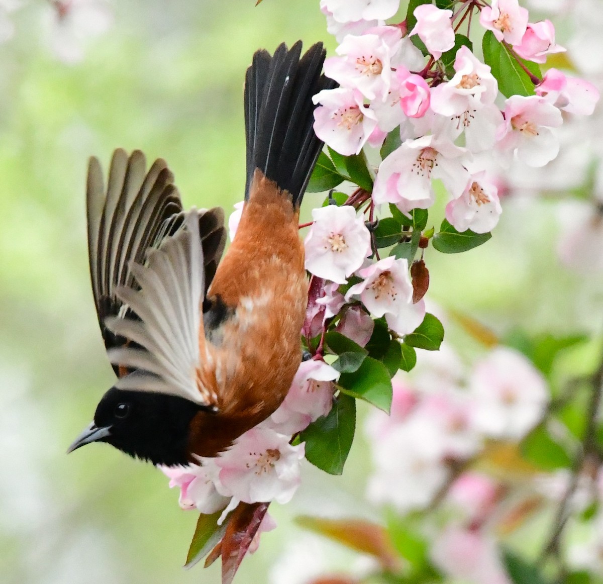 Orchard Oriole - ML618509209