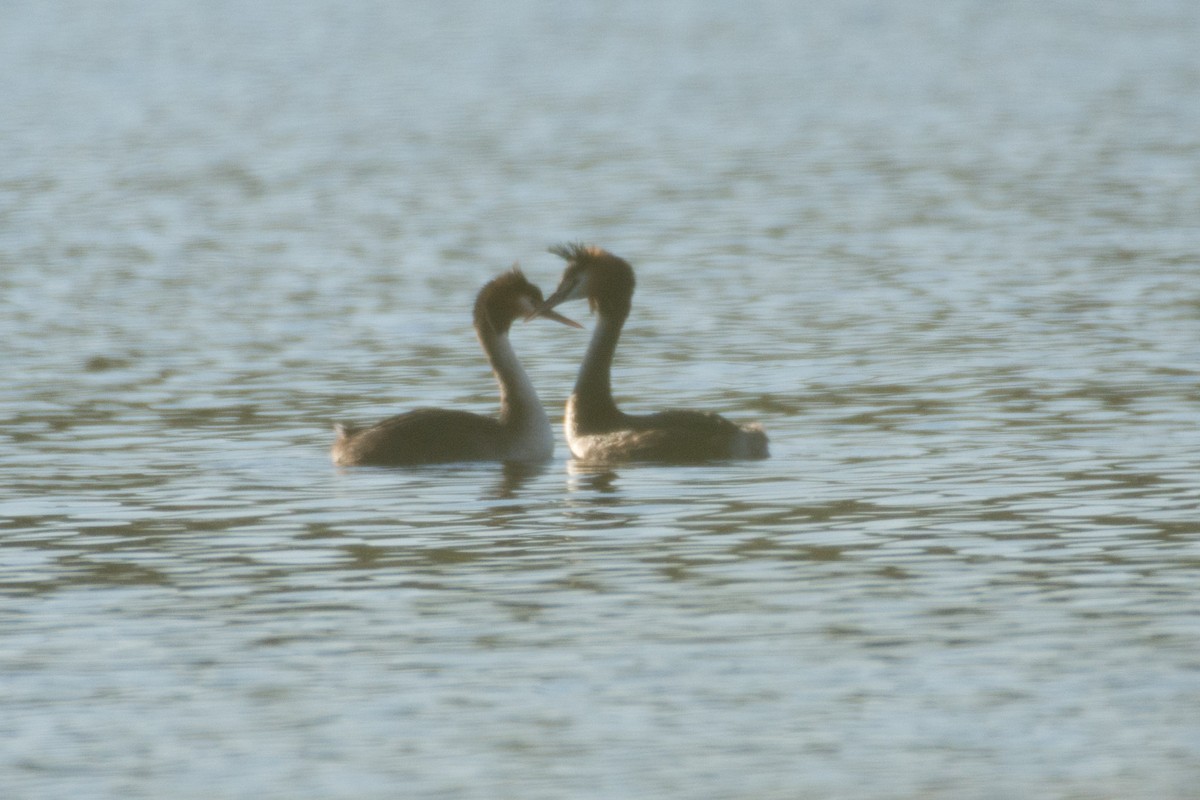 Great Crested Grebe - ML61850921
