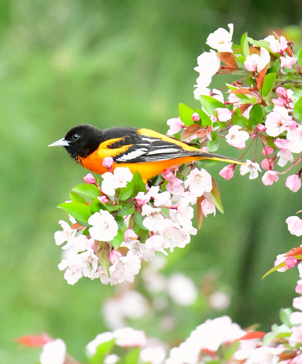 Baltimore Oriole - mike shaw