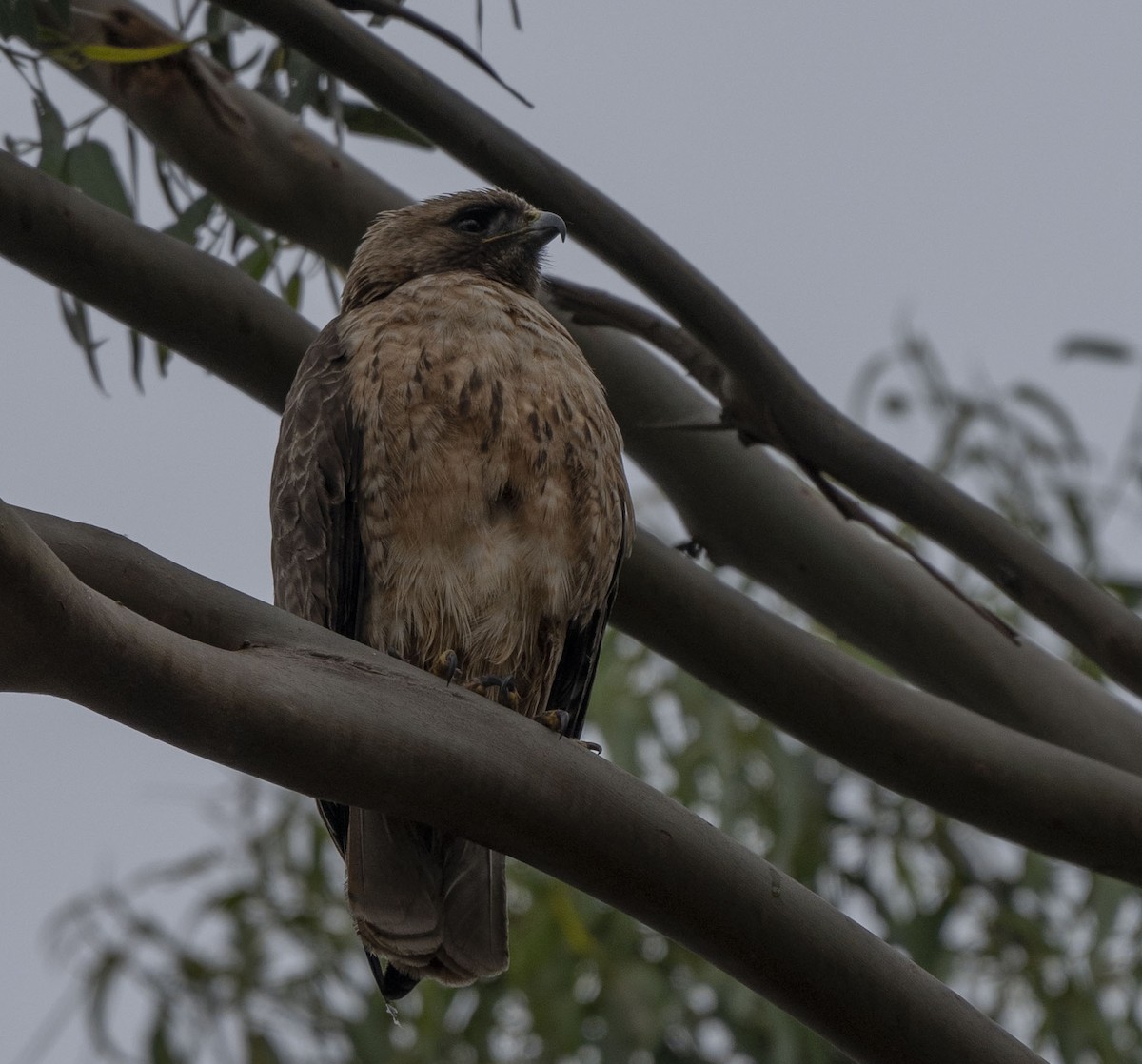 Red-tailed Hawk - ML618509246