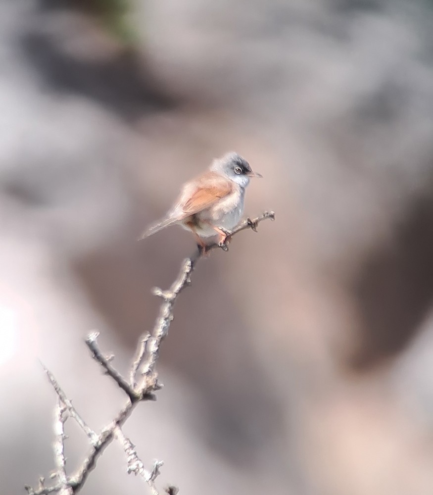 Spectacled Warbler - ML618509252