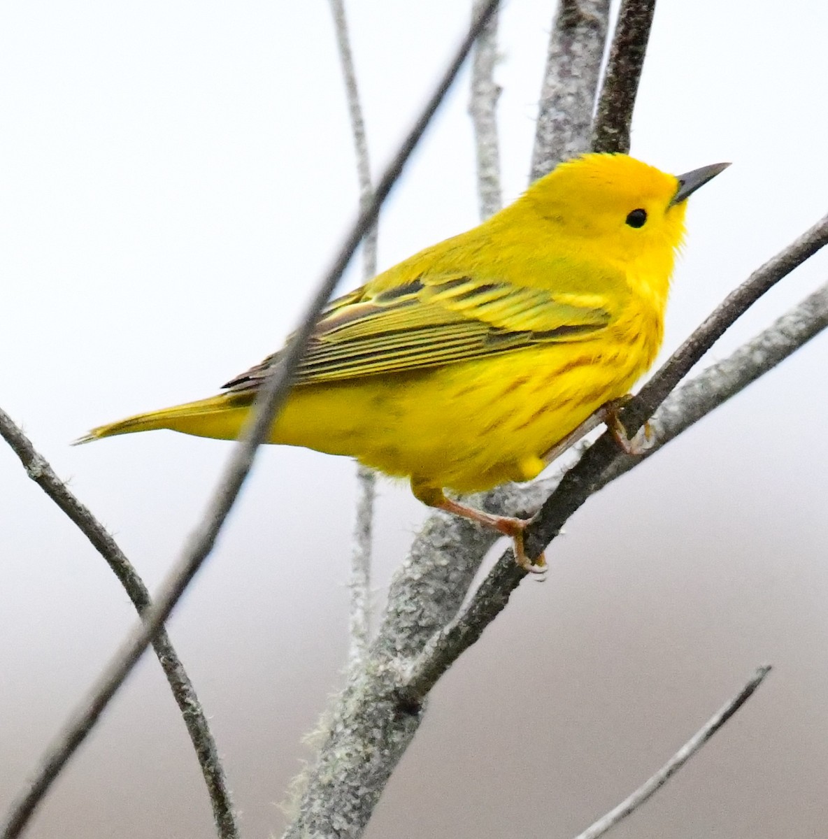 Yellow Warbler - mike shaw