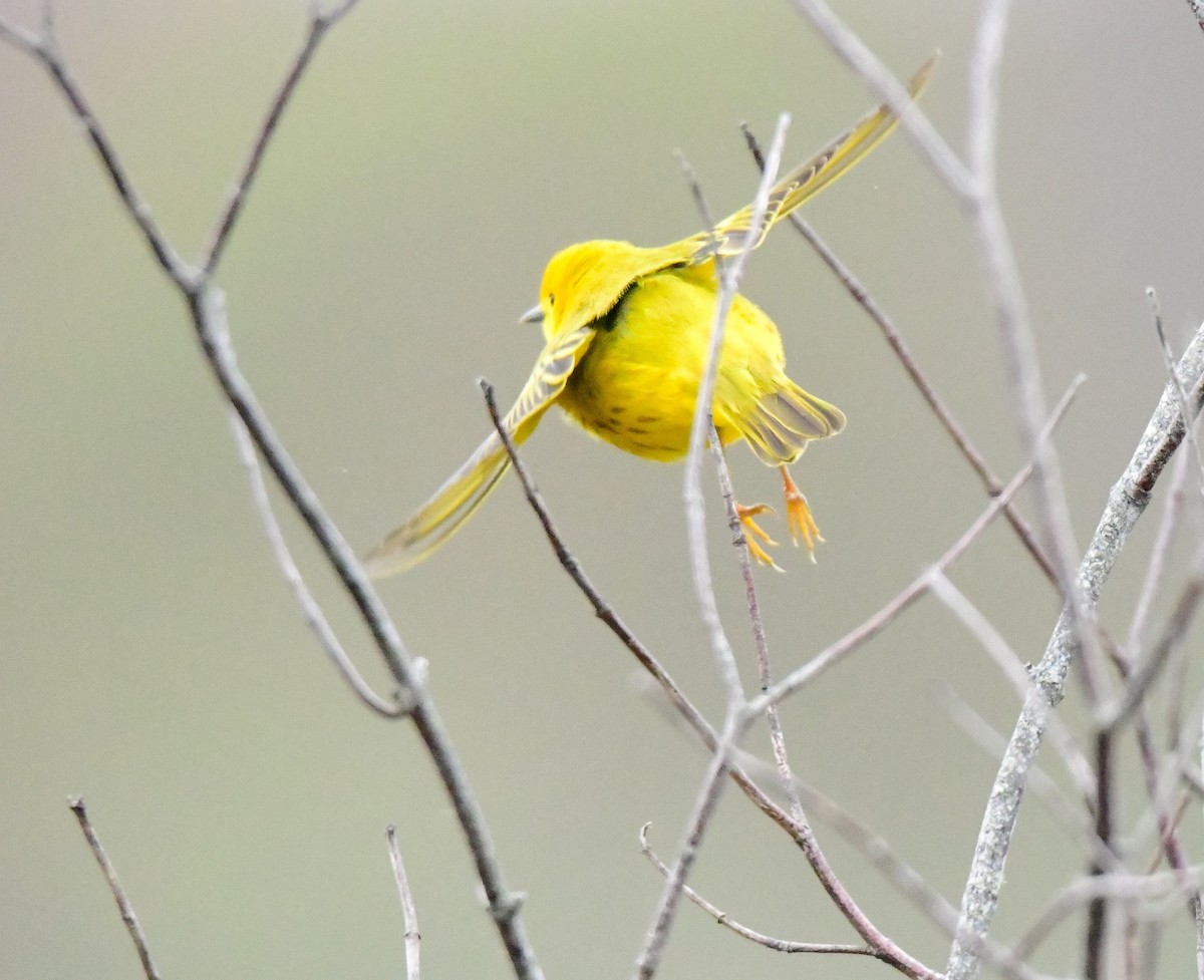 Yellow Warbler - ML618509261