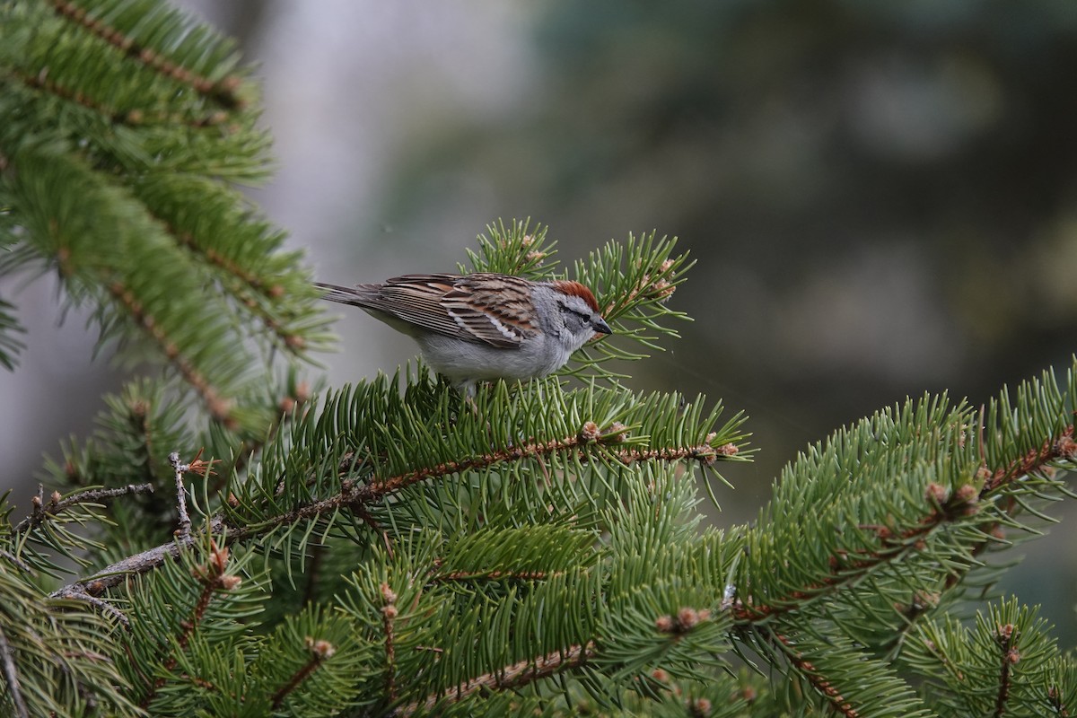 Chipping Sparrow - ML618509263