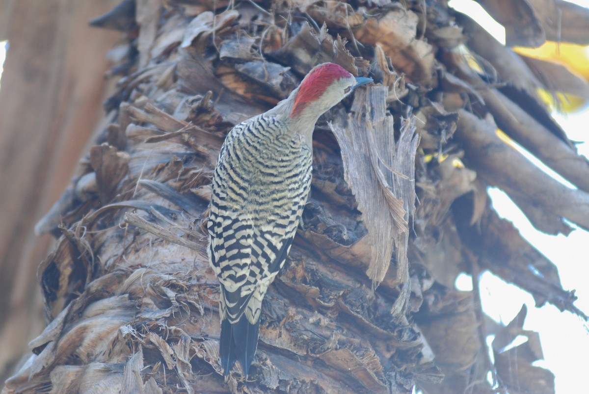 West Indian Woodpecker - ML618509266