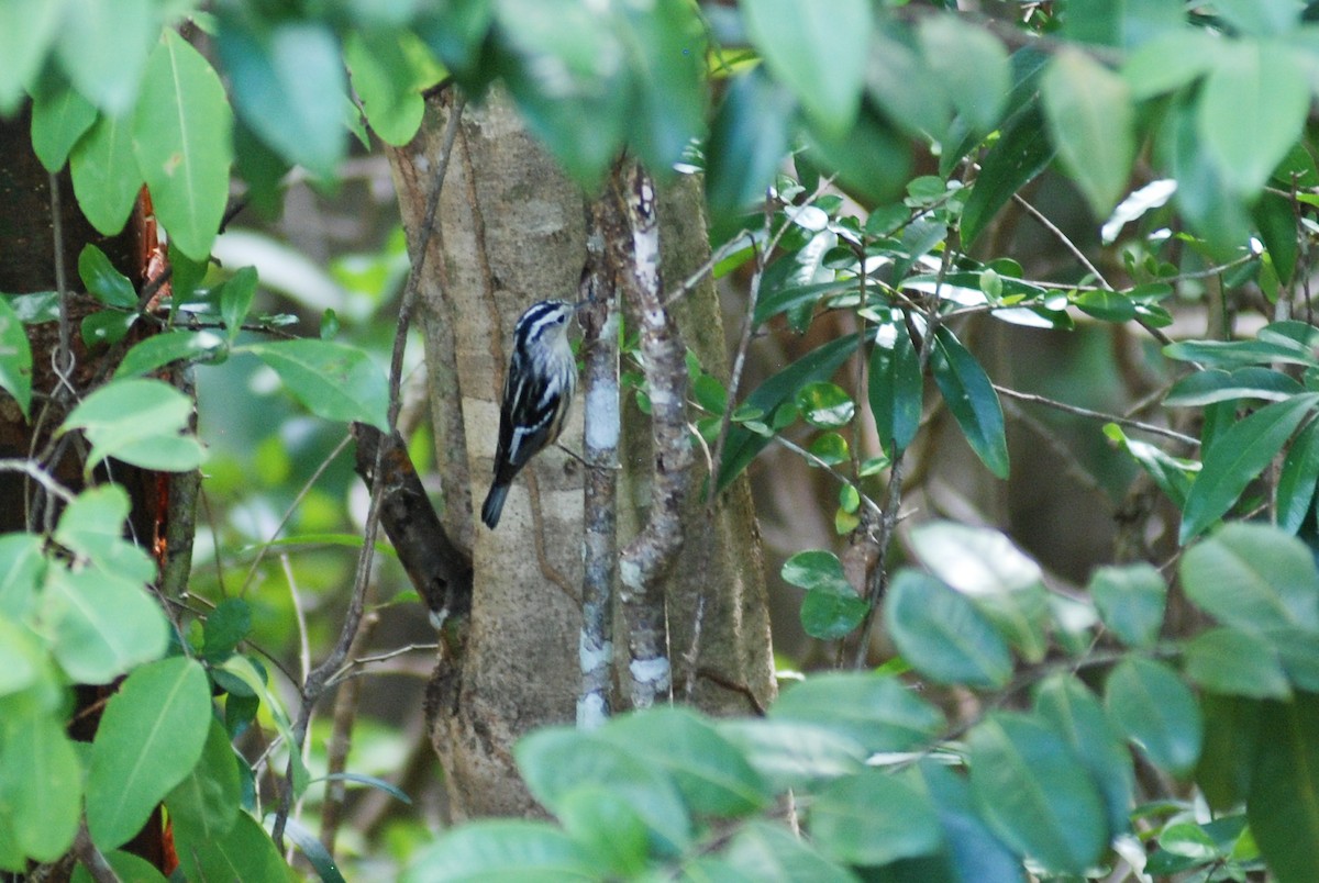 Black-and-white Warbler - ML618509324