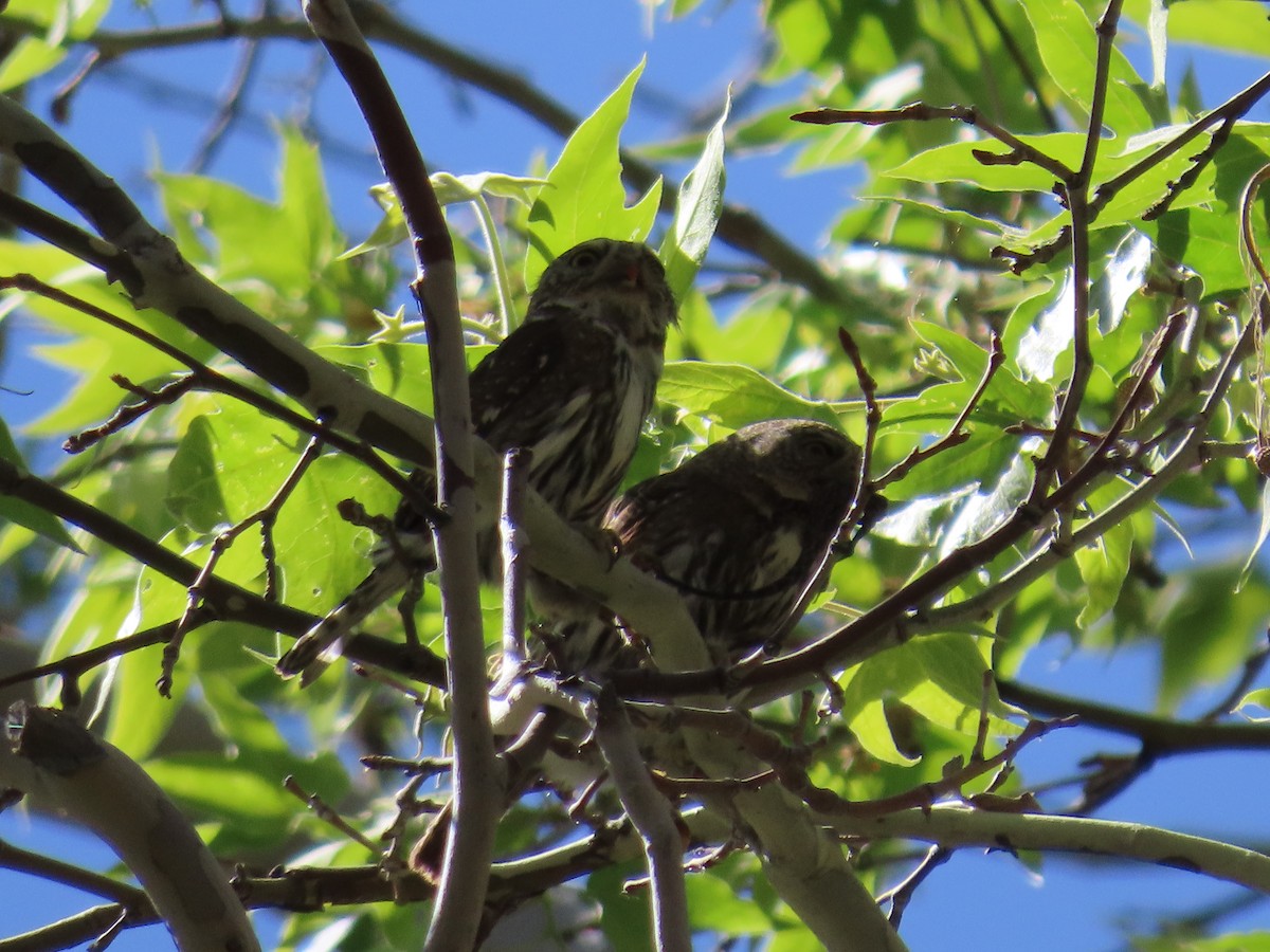 Northern Pygmy-Owl (Mountain) - ML618509351