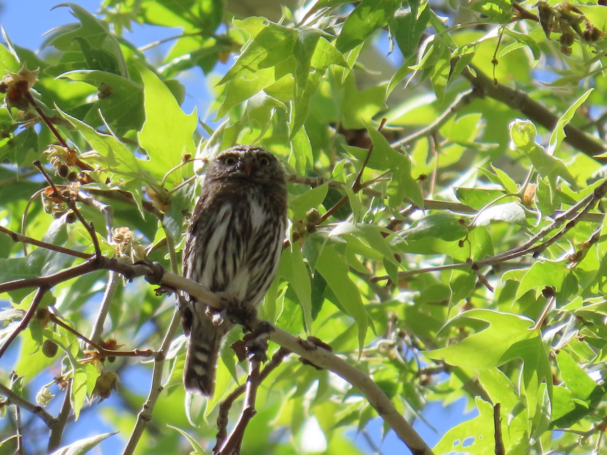 Northern Pygmy-Owl (Mountain) - ML618509352