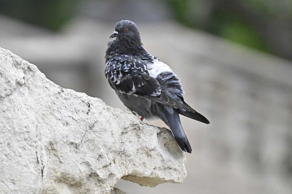 Rock Pigeon - ML618509355