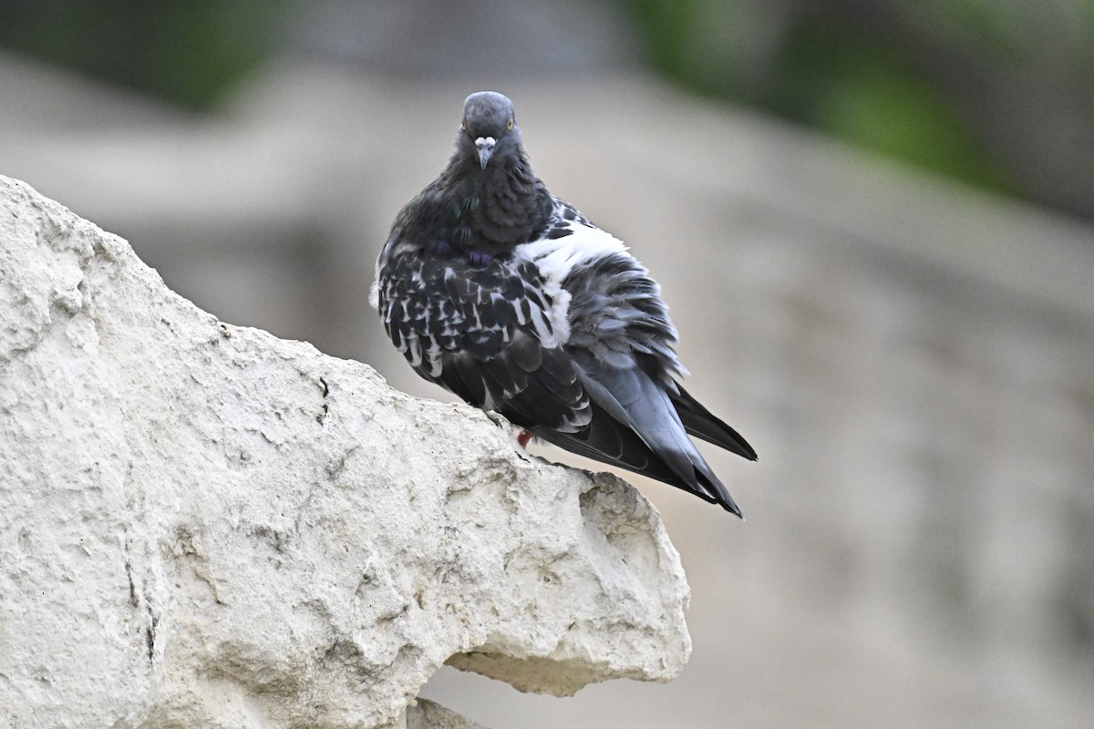 Rock Pigeon - ML618509356