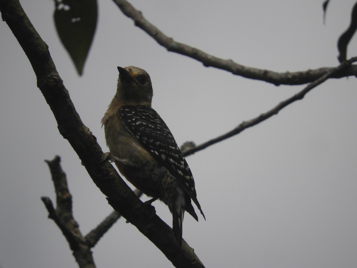 Red-crowned Woodpecker - ML618509367