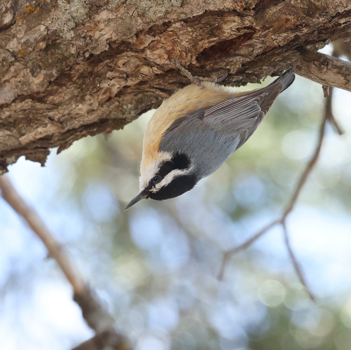 Red-breasted Nuthatch - Andy Gee