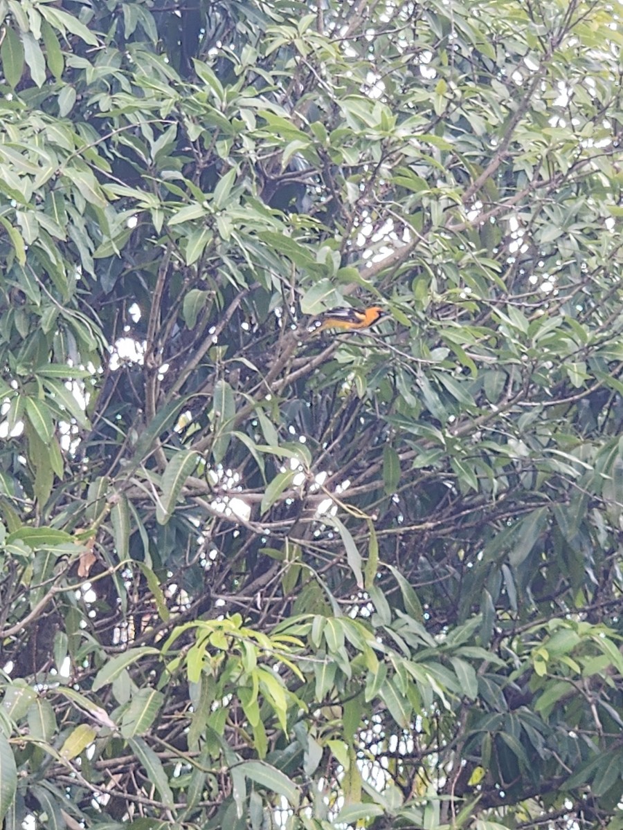 Spot-breasted Oriole - ML618509441