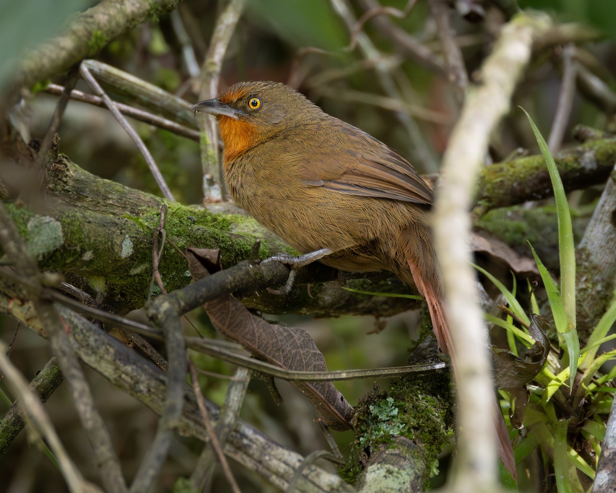 Orange-eyed Thornbird - ML618509454