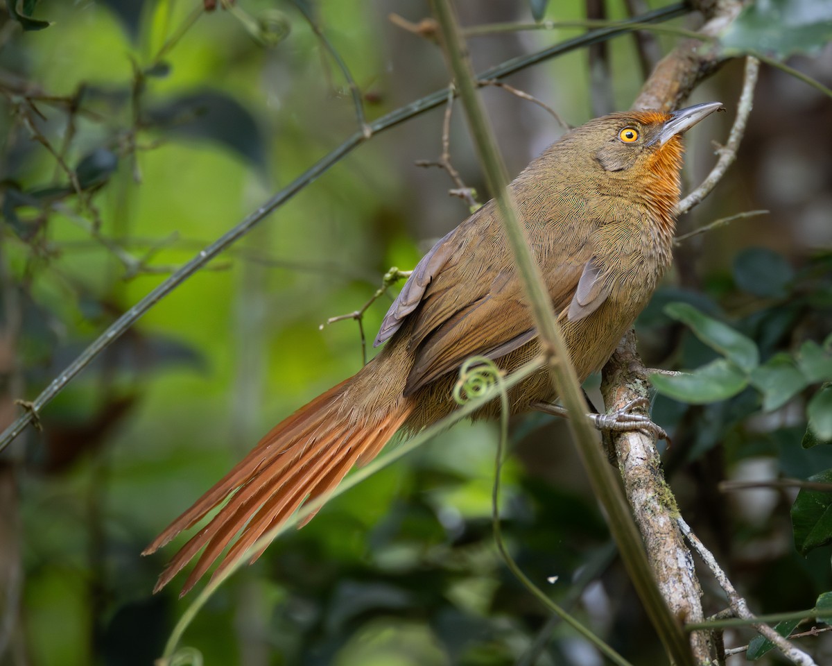 Orange-eyed Thornbird - ML618509457