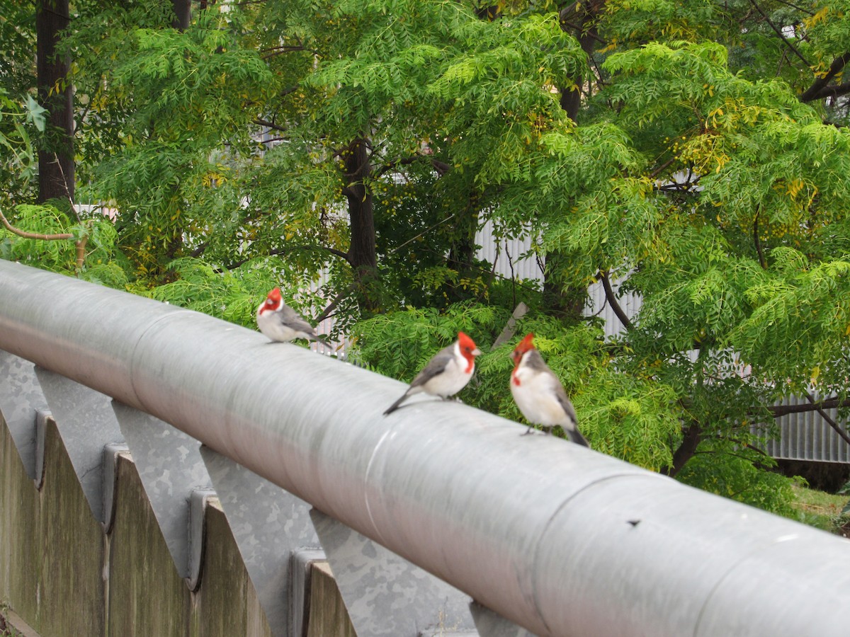 Red-crested Cardinal - ML618509458