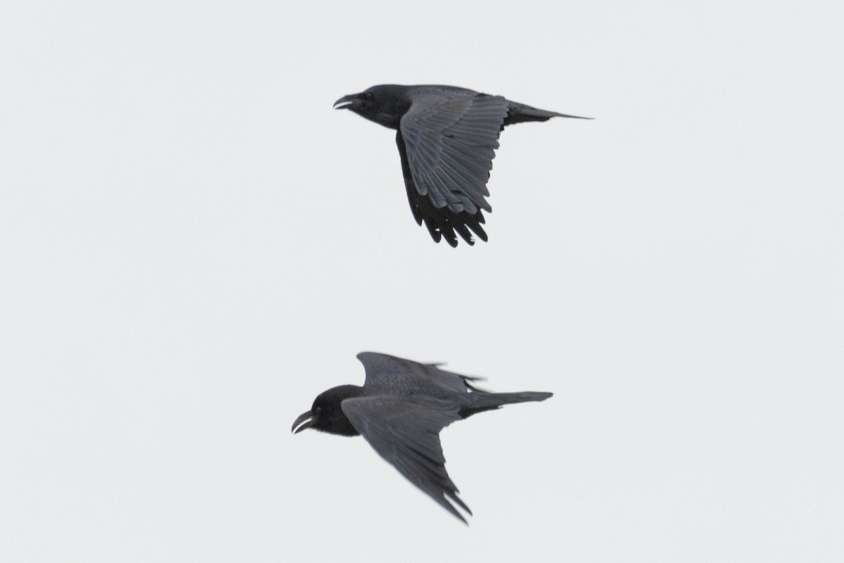 Common Raven - ML618509481