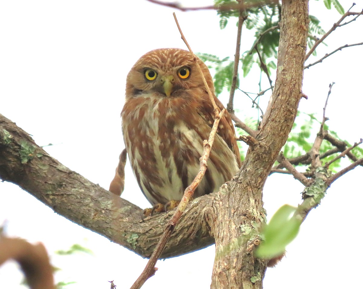 Ferruginous Pygmy-Owl - ML618509492