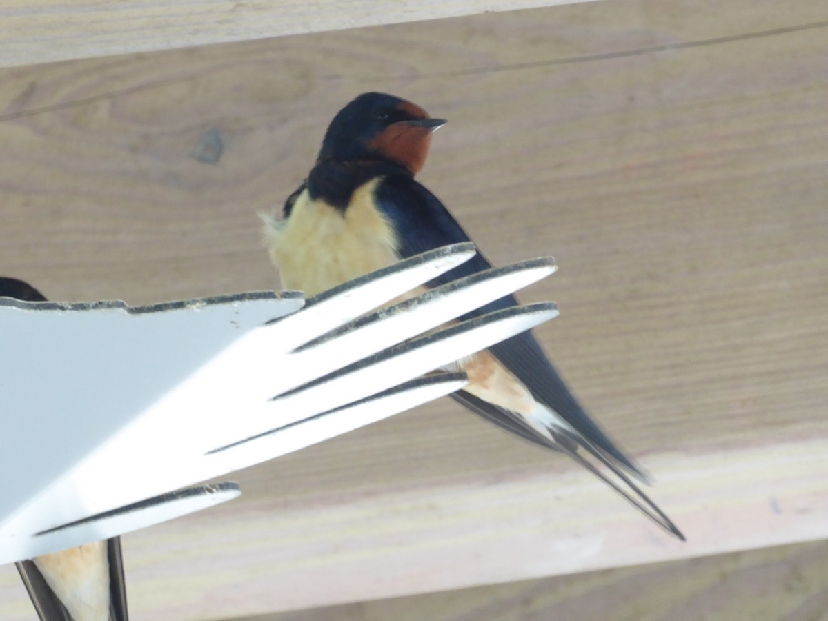 Barn Swallow - ML618509496