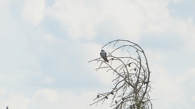 Common Cuckoo - ML618509520