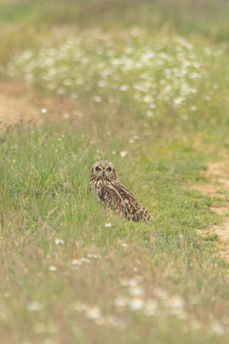 Short-eared Owl - ML618509533