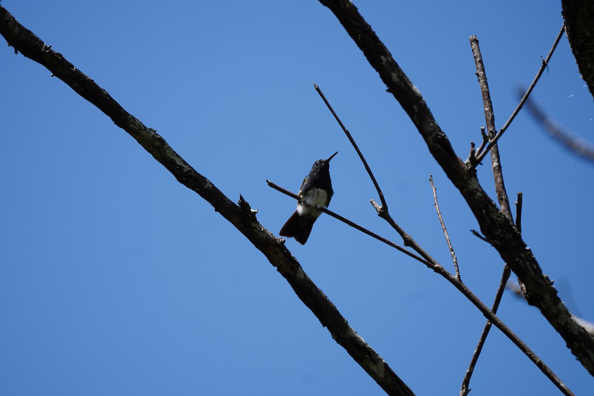 Snowy-bellied Hummingbird - ML618509546