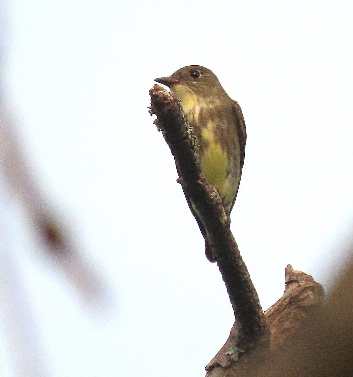 Olive-sided Flycatcher - Alfonso Auerbach