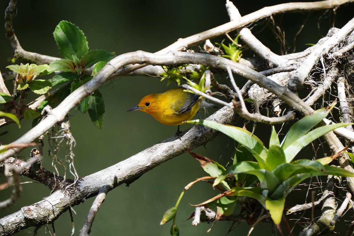 Prothonotary Warbler - ML618509568