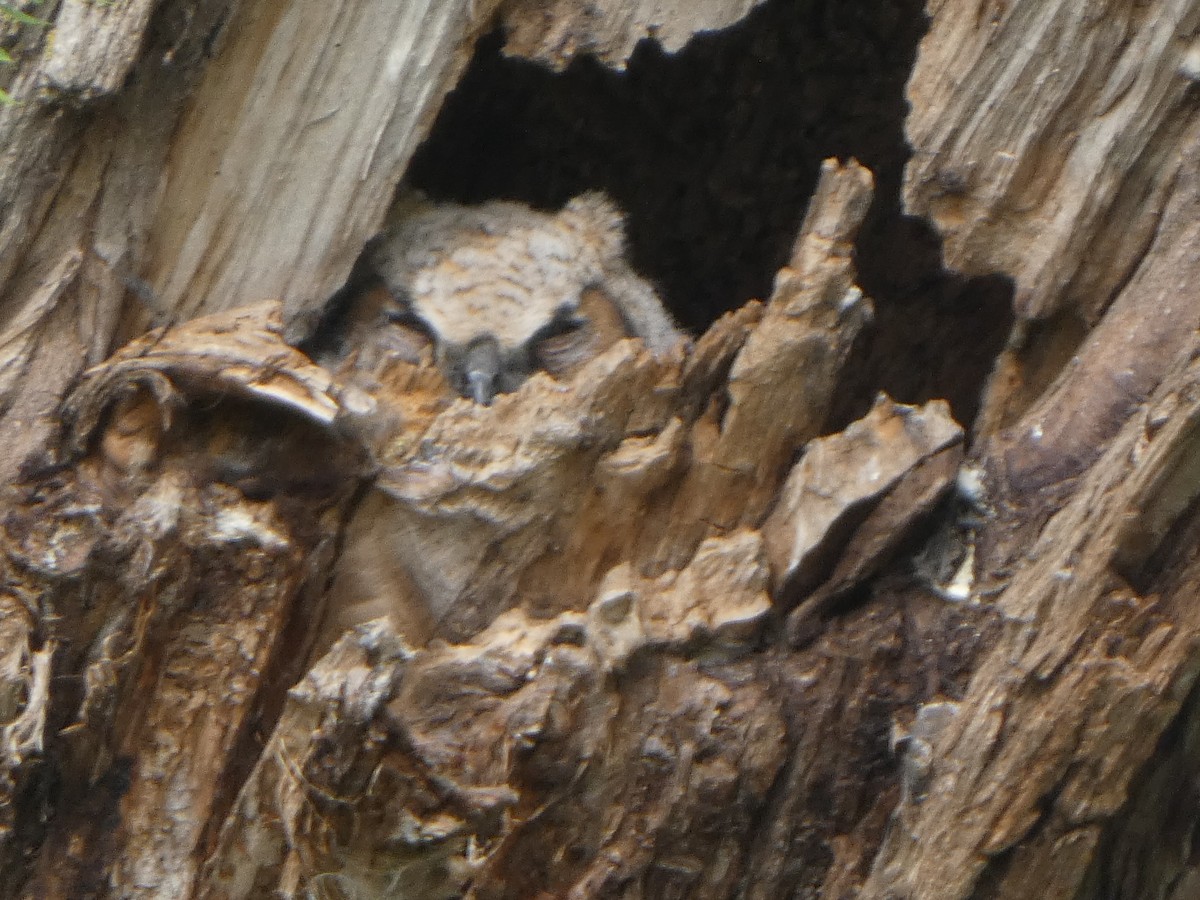 Great Horned Owl - ML618509579
