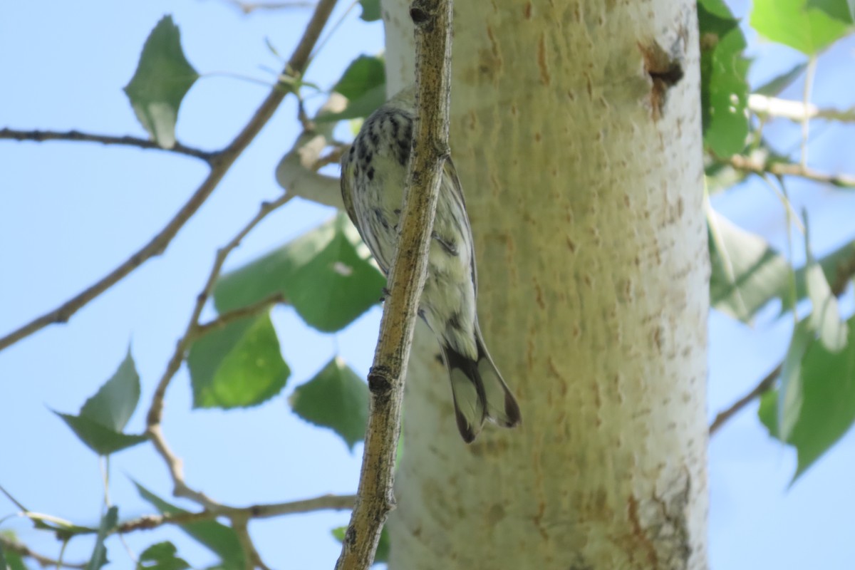 Yellow-rumped Warbler (Myrtle x Audubon's) - ML618509603