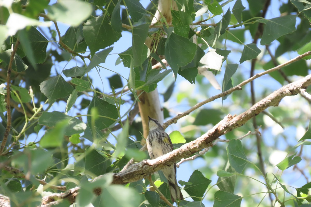 lesňáček žlutoskvrnný (ssp. coronata x auduboni) - ML618509604