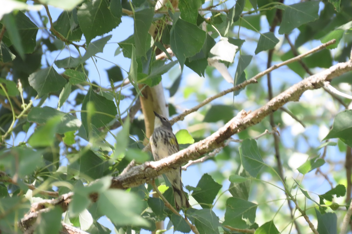 キヅタアメリカムシクイ（coronata ｘ auduboni） - ML618509605