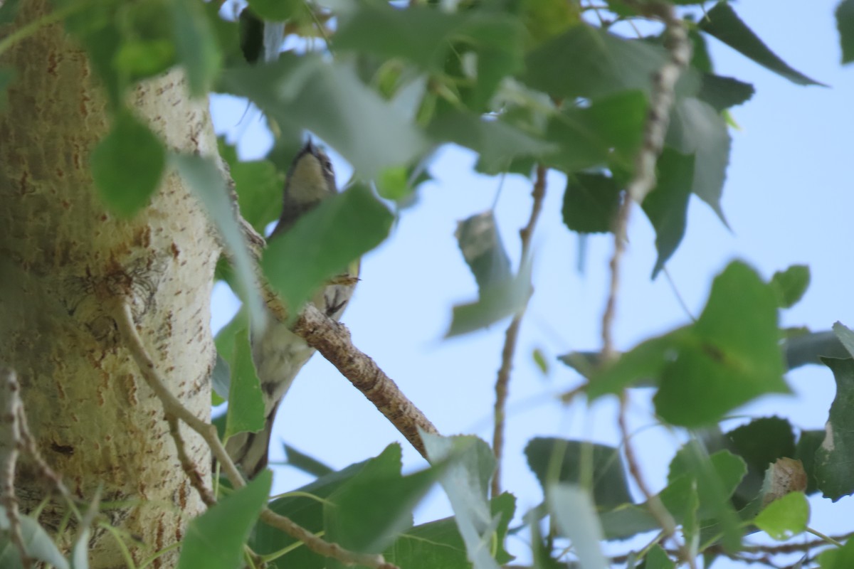 Пісняр-лісовик жовтогузий (підвид coronata x auduboni) - ML618509606